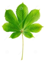 Зеленые лист каштана стоковое изображение. изображение насчитывающей бобра  - 33877723